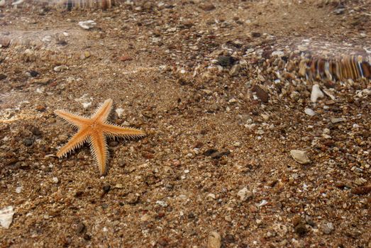 starfish on the beach under the sun
