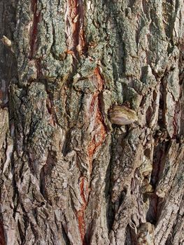 Fragment the bark of the old willow tree