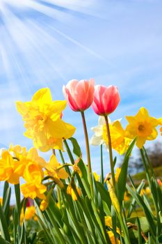 Nice blossom of orange tulips in a garden