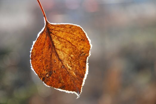 frozen leaf







leaf