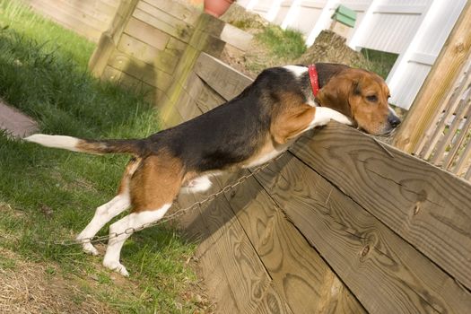 Portrait of a young, tri-colored beagle puppy.