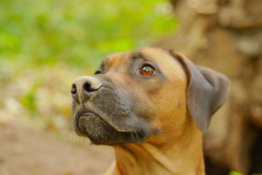 Beautiful ridgeback- house pet, guard and hunter