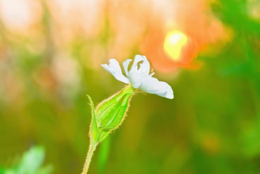 Paints. A white flower against the backdrop of sunset