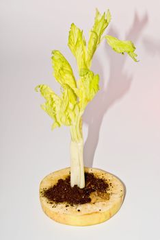 Celery seedling planted in the ground at the apple slices