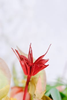 Blooming tropical flower-bright colors