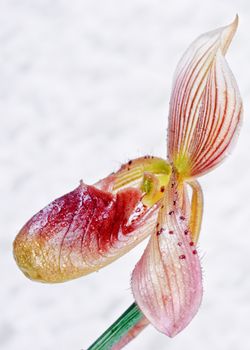 Lady's slipper includes about 50 species distributed in South and North America, Europe and Asia, from the forest to the tropics.