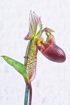 Orchid predator. The flowers are shoes with a complex structure - a typical example of �flower-trap�. Once inside the flower, pollinators - usually flying insects - can only go a certain way that ensures pollination.