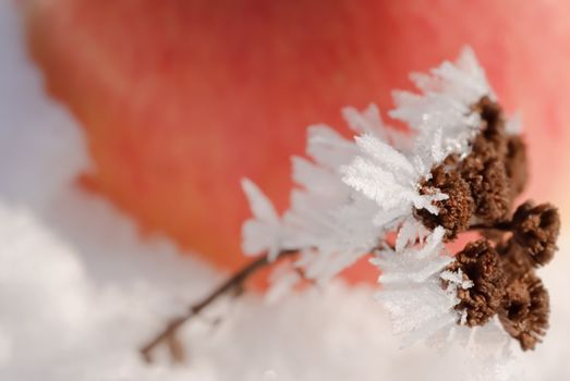 Snowflakes on the old dry plant