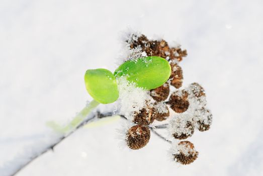 The green plant with white snow