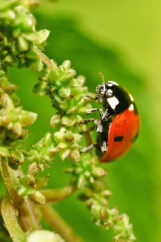 Ladybird sits on a grass stalk