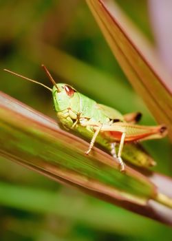Green grasshopper sits on a grass stalk