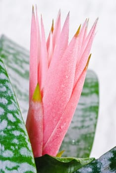 Pink tropical flower