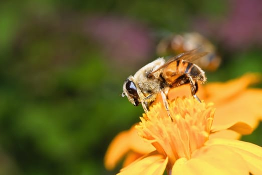 A bee sits on a yellow flower and eats nectars