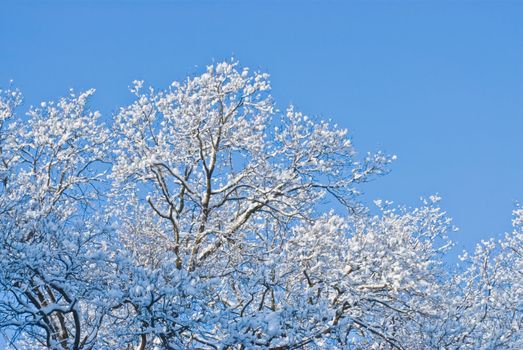 Branches of trees in the snow against the backdrop of blue sky