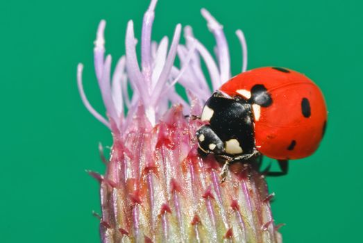 Ladybird sits on a beautiful flower