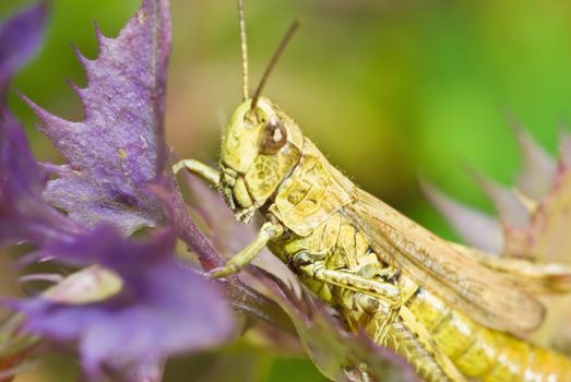 Grasshopper- jumping insect