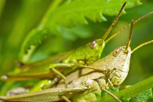 Grasshoppers, the marriage ritual in the branches of herbs 