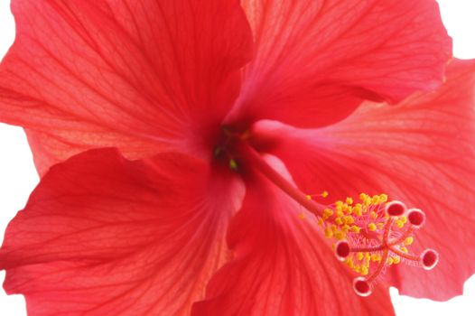 Beautiful red hibiscus isolated on white