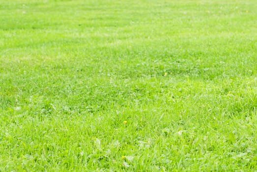 Lawn- green grass and yellow flowers