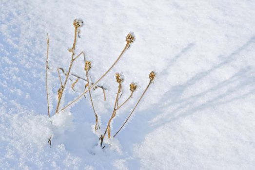 Dry plants are covered by drift ice crystals