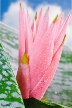 Pink tropical flower