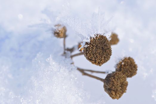 Dry plants- drift ice crystals