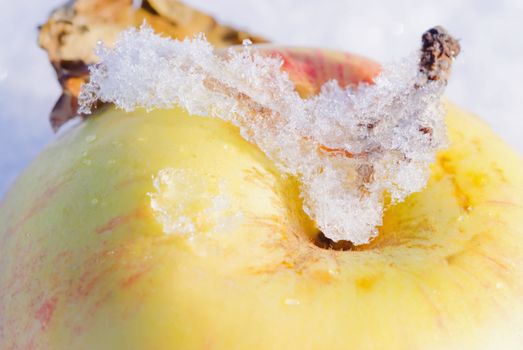 Melting snow on a red apple, a drop of water