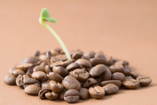 Coffee beans and green seedling with two leaves on brown background