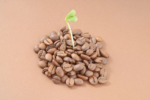 Close-up: green seedlings growing out of a pile of coffee seeds