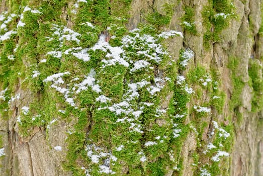 Moss-grown trunk of the tree