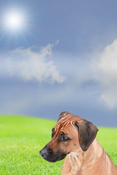 Ridgeback sits on a green meadow on a bright sunny skies 