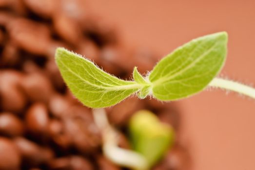 Green leaves of young plants. Botany- seedling, growth, 