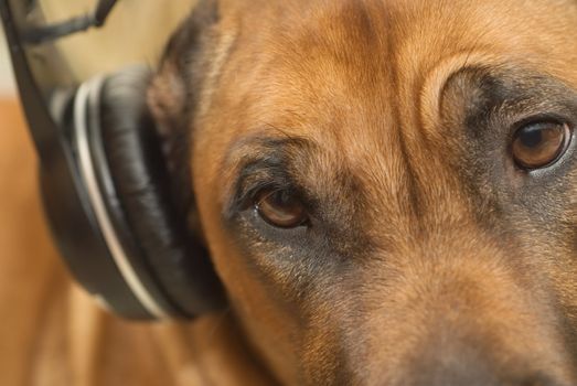 The ridgeback listens to music on the headphones