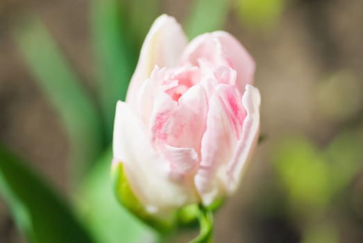 White tulip with an extremely open apertur