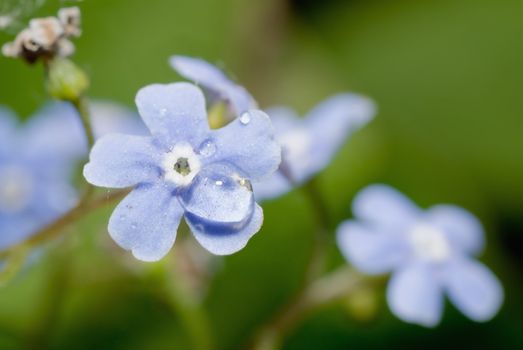 Myosotis arvensis inhabits in forests, swamps, including grasslands, steppes and highlands