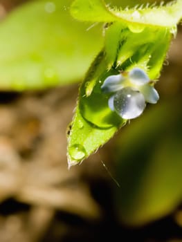 The drops of dew on the blue flower