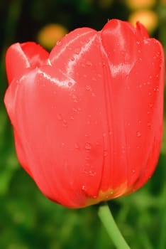 Raindrops. The red tulip on the green meadow