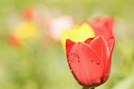 At a red tulip drops of rain