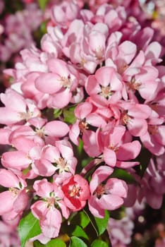 blossoming apple