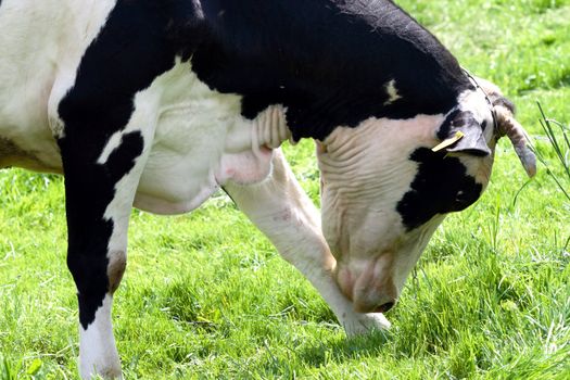 cow on grass