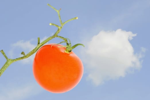 The red tomato and green branch on a background of clouds