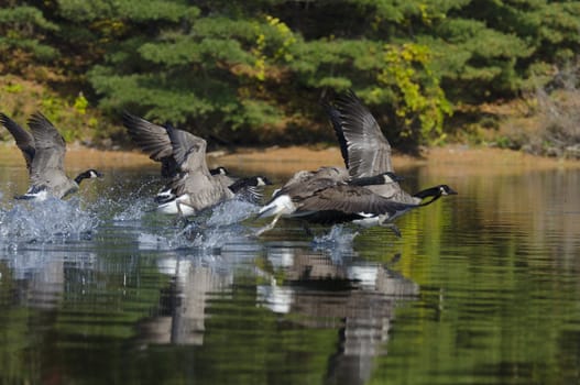 Flock of geese taking off on a northern lake in Ontario