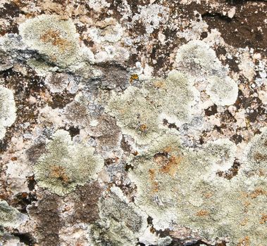 Abstract mold on stone grunge texture as background 

