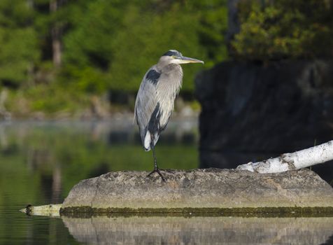 Heron standing on the rocks looking down Charleston Lake