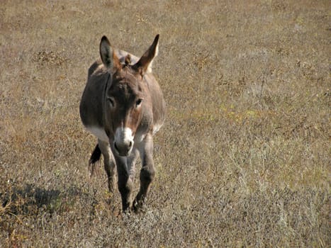 donkey walking on meadow