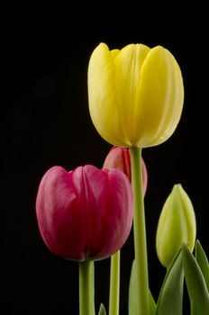 Selective focus on red tulip in the foreground with other tulips at different stages of blooming with a black background