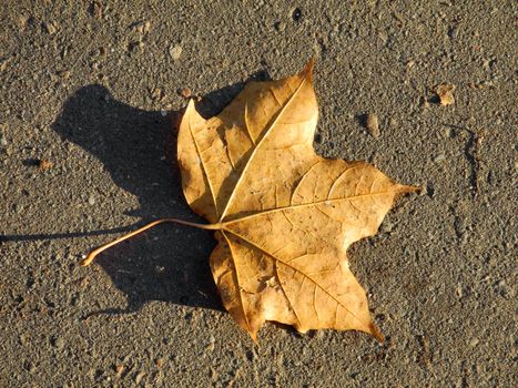 Maple leaf on the asphalt in autumn