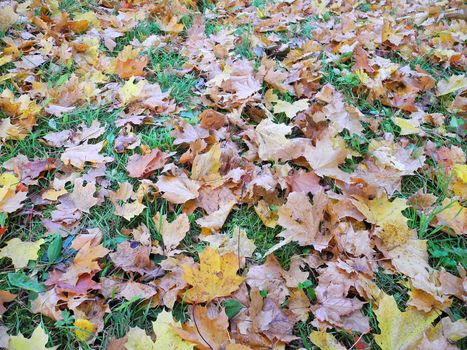 carpet of different leaves in autumn