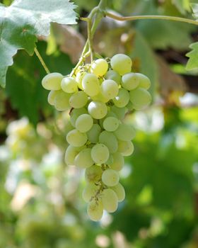 green grapes