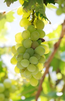 green grapes